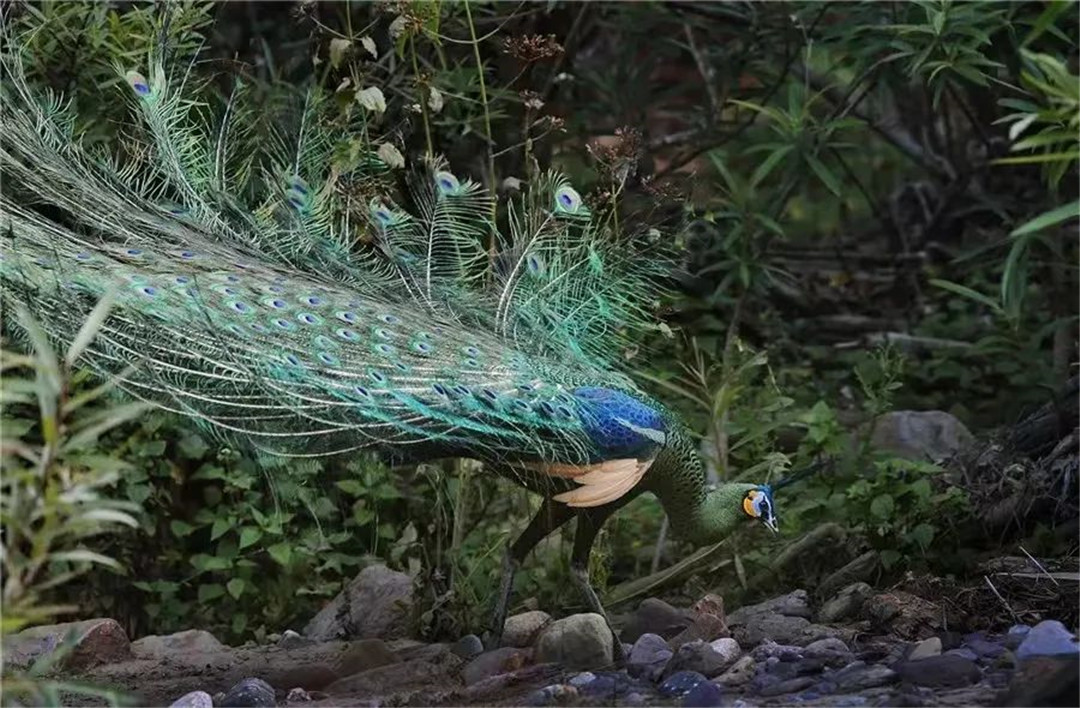 WeChat Image_20220422152005.jpg