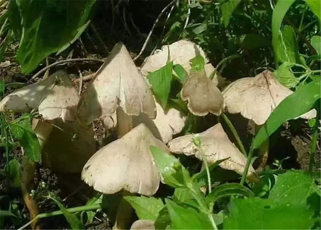 WeChat Image_20220416094807.jpg