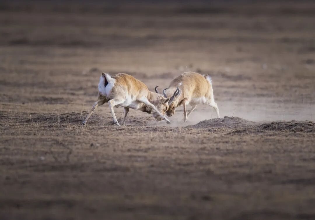 Image_20260102173147.jpg Image_20260102173147.jpg